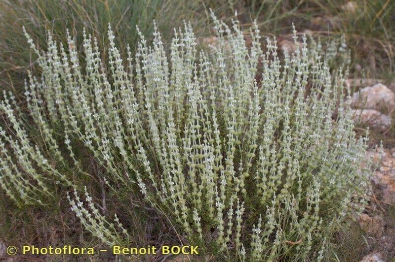 Sideritis leucantha 9