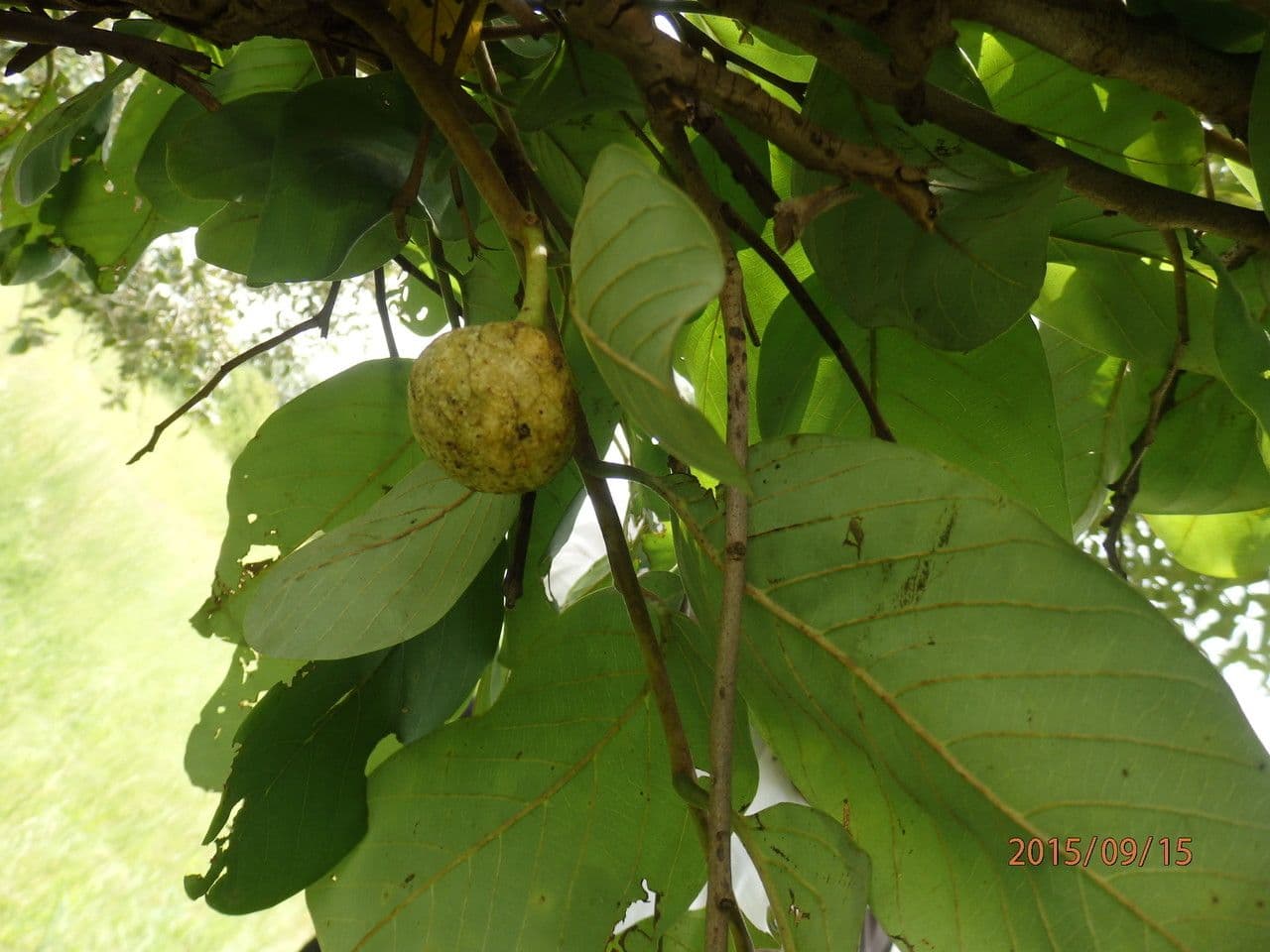 Annona senegalensis 10