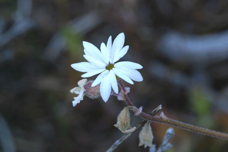 Lithophragma 3