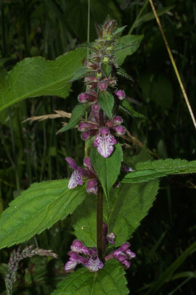 Stachys