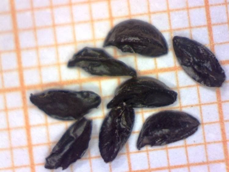 Aglio saxatile 3