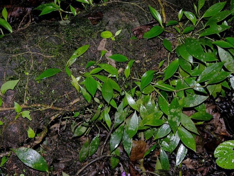 Peperomia