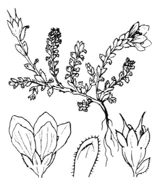 Gegenblättriger Steinbrech 27