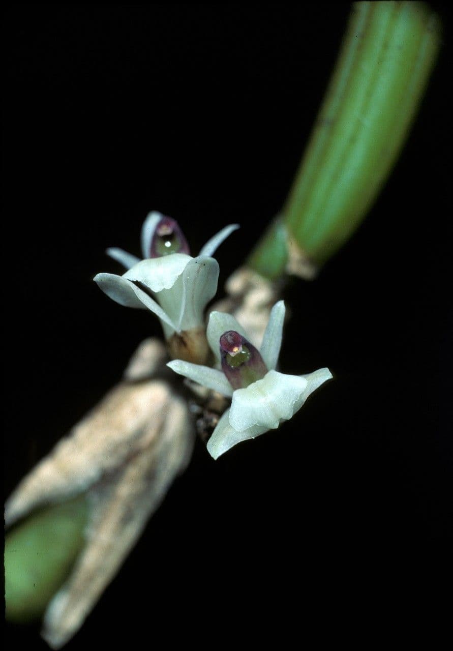 Scaphyglottis 5