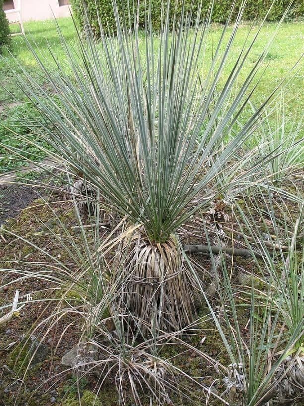 Yucca glauca 11