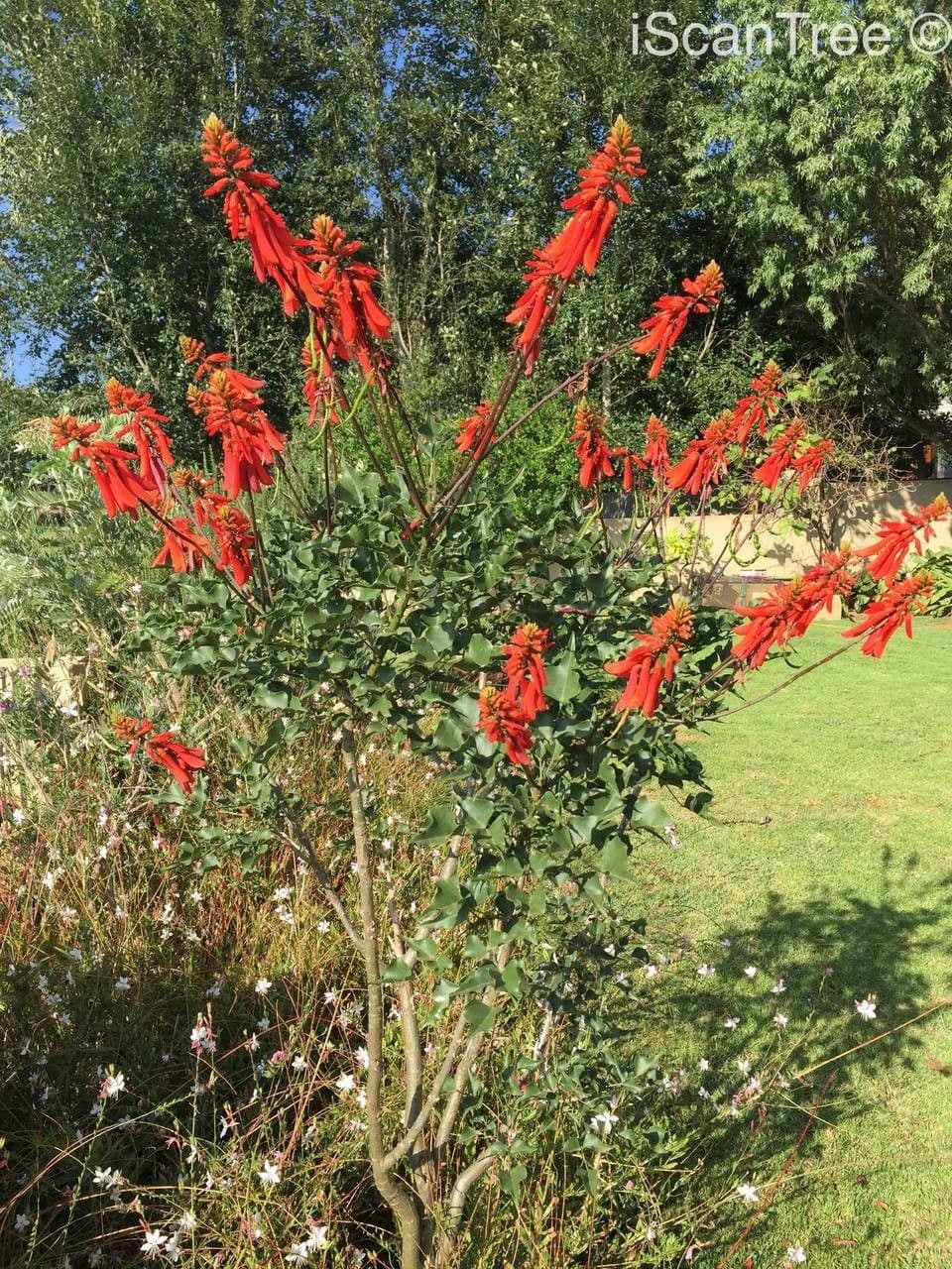 Erythrina 13
