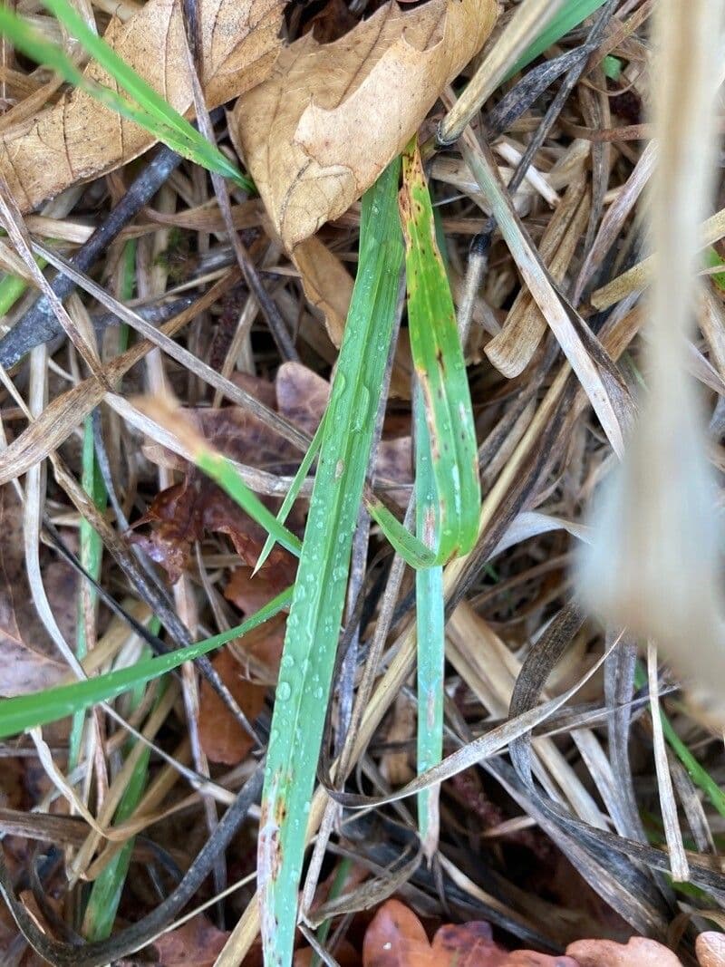 Agrostis exarata 10