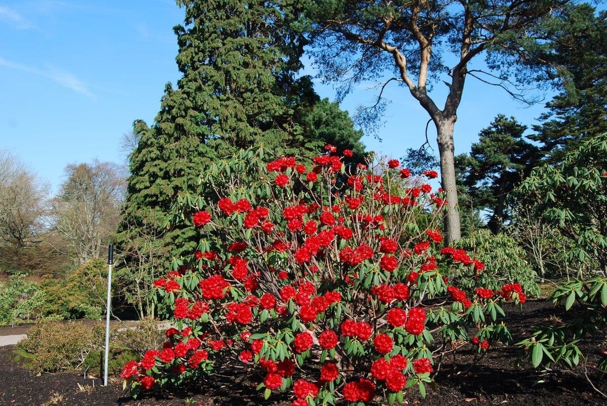 Rododendro 6