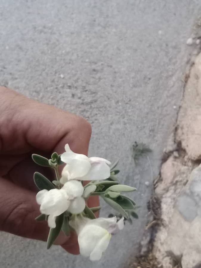 Antirrhinum molle 3