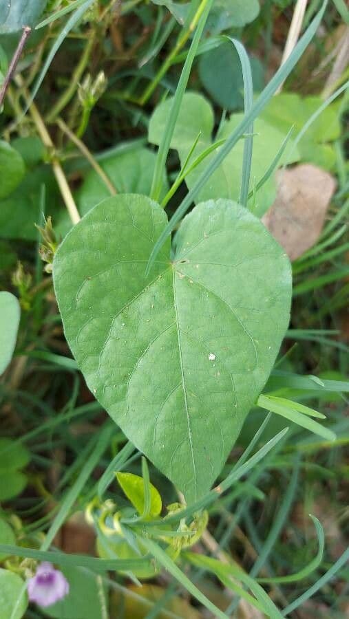 Ipomoea grandifolia 7
