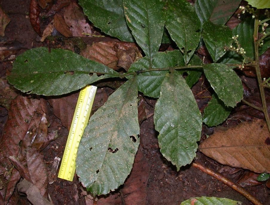 Cupania rossastra 14