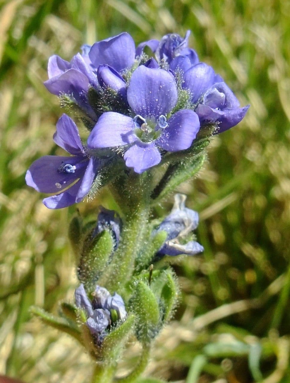 Veronica bellidioides 3