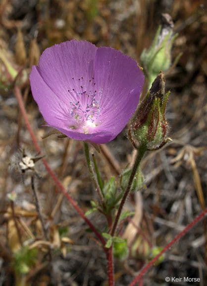 Malva di Parry 8