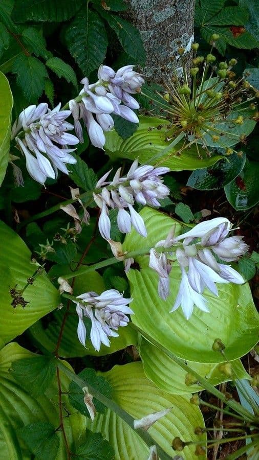 Hosta 13