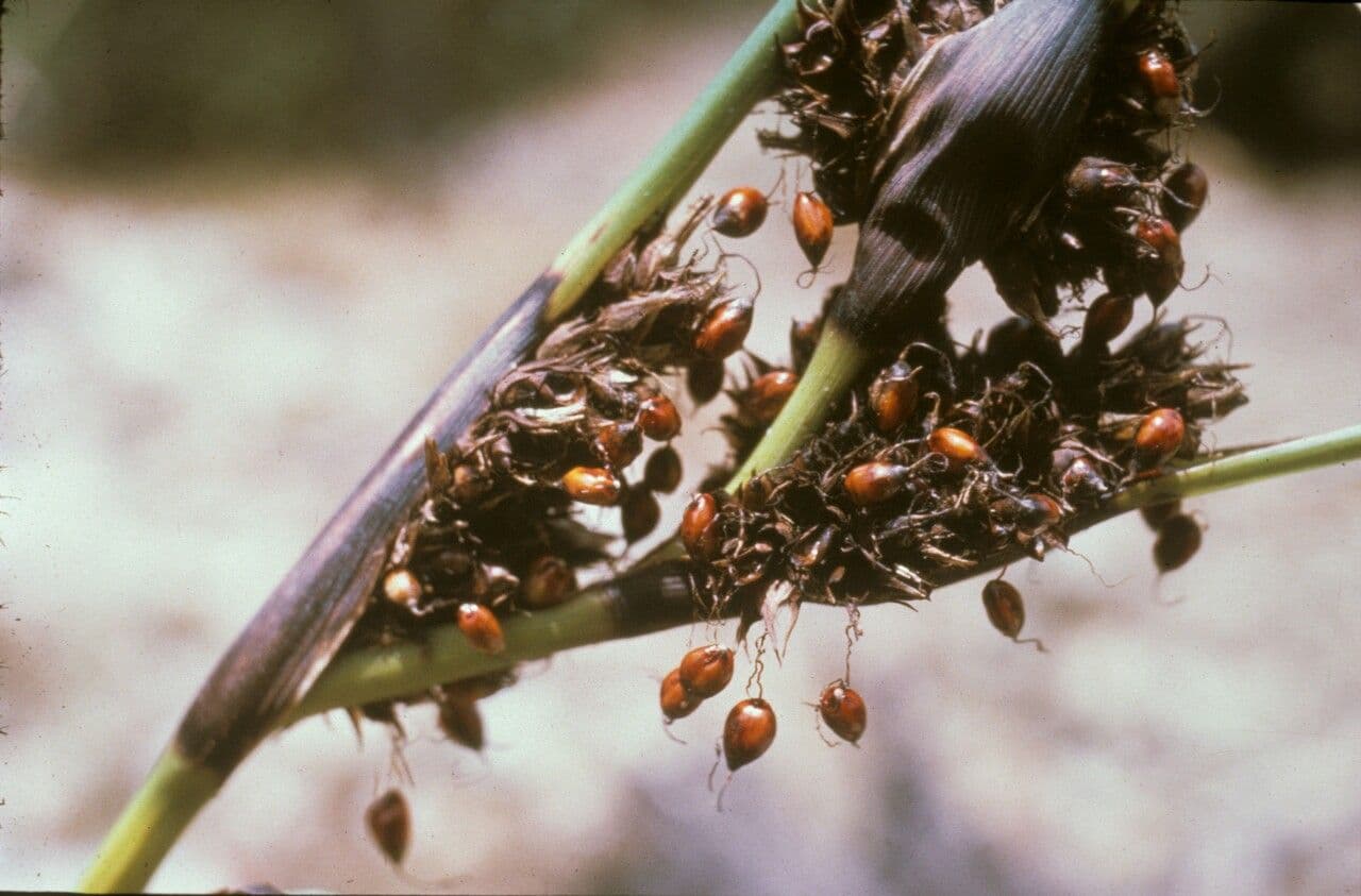 Round sawsedge