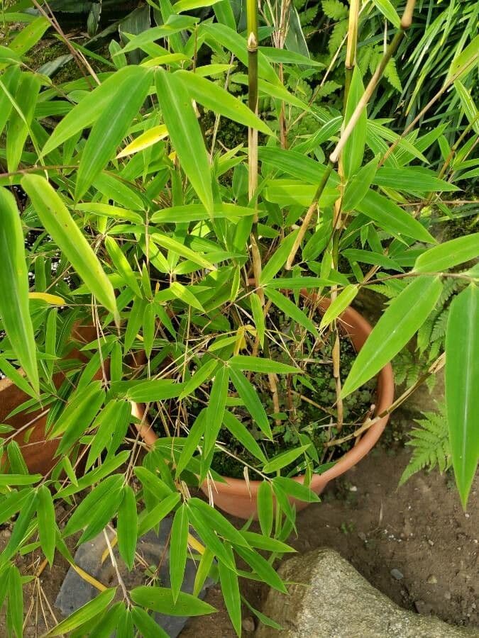 Himalayan Bamboo