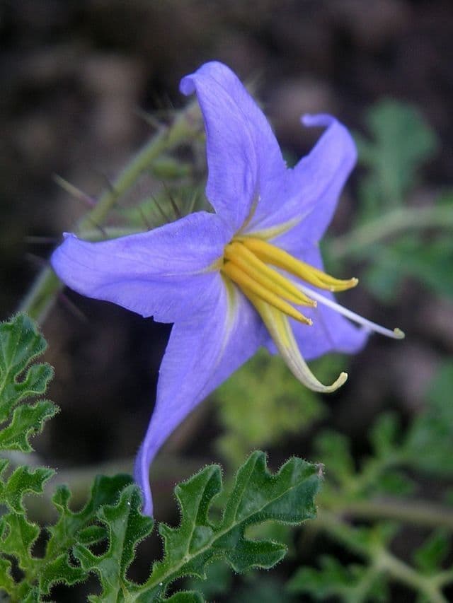 Solanum citrullifolium 5