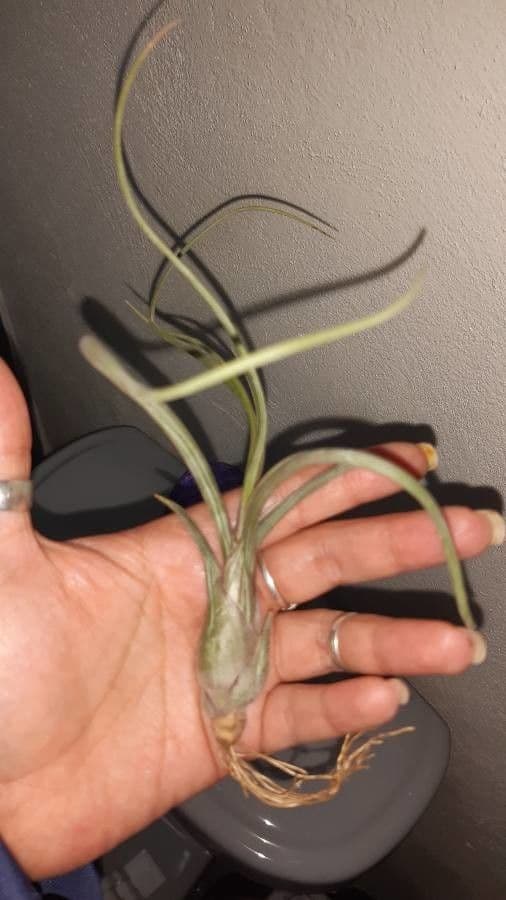 Tillandsia 5