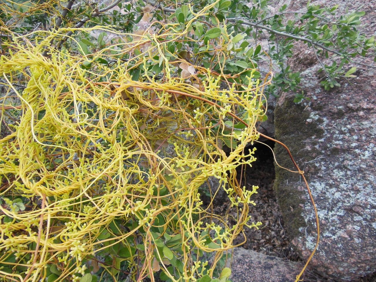 Cuscuta alta 3