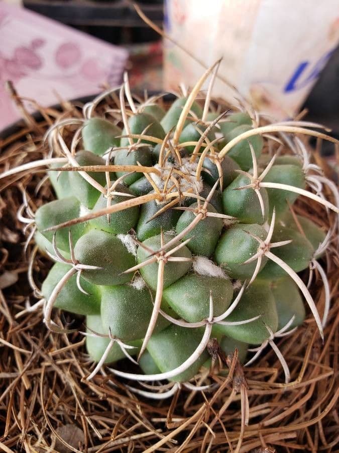 Mammillaria uncinata 11