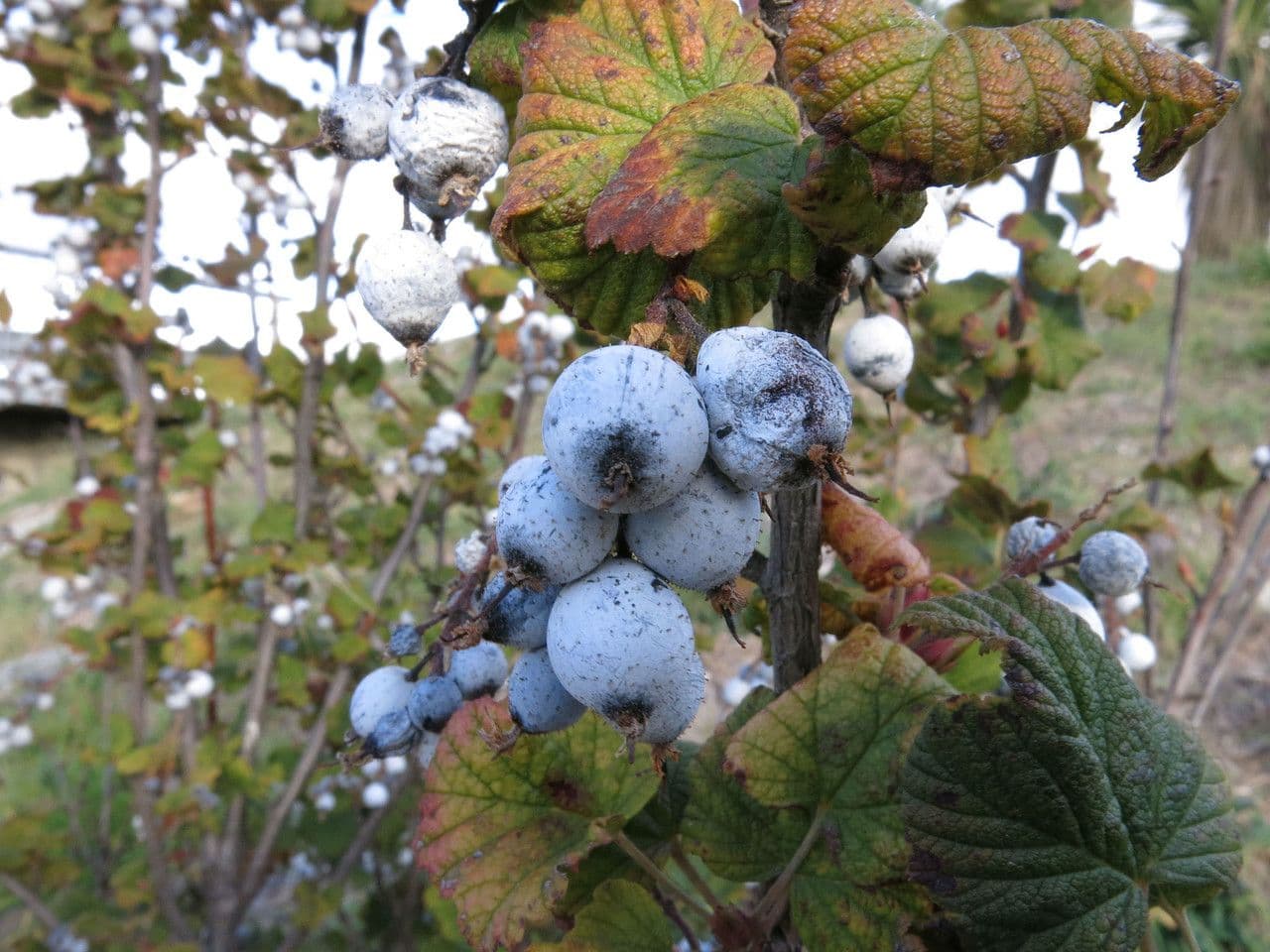 Ribes a fiori 3