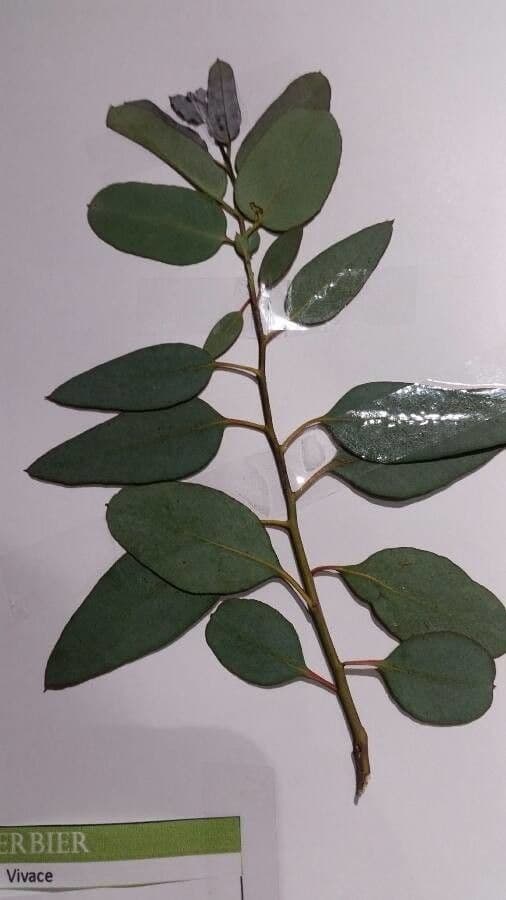 Vielblütiger Eukalyptus 17