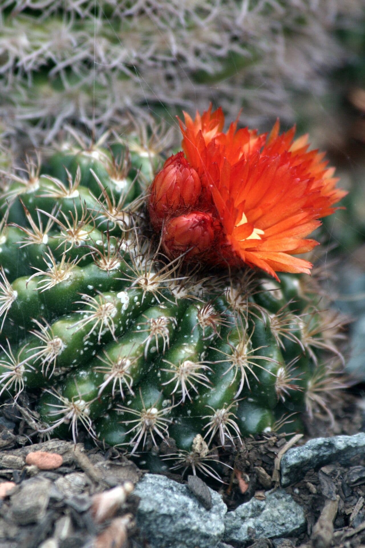 Parodia 4