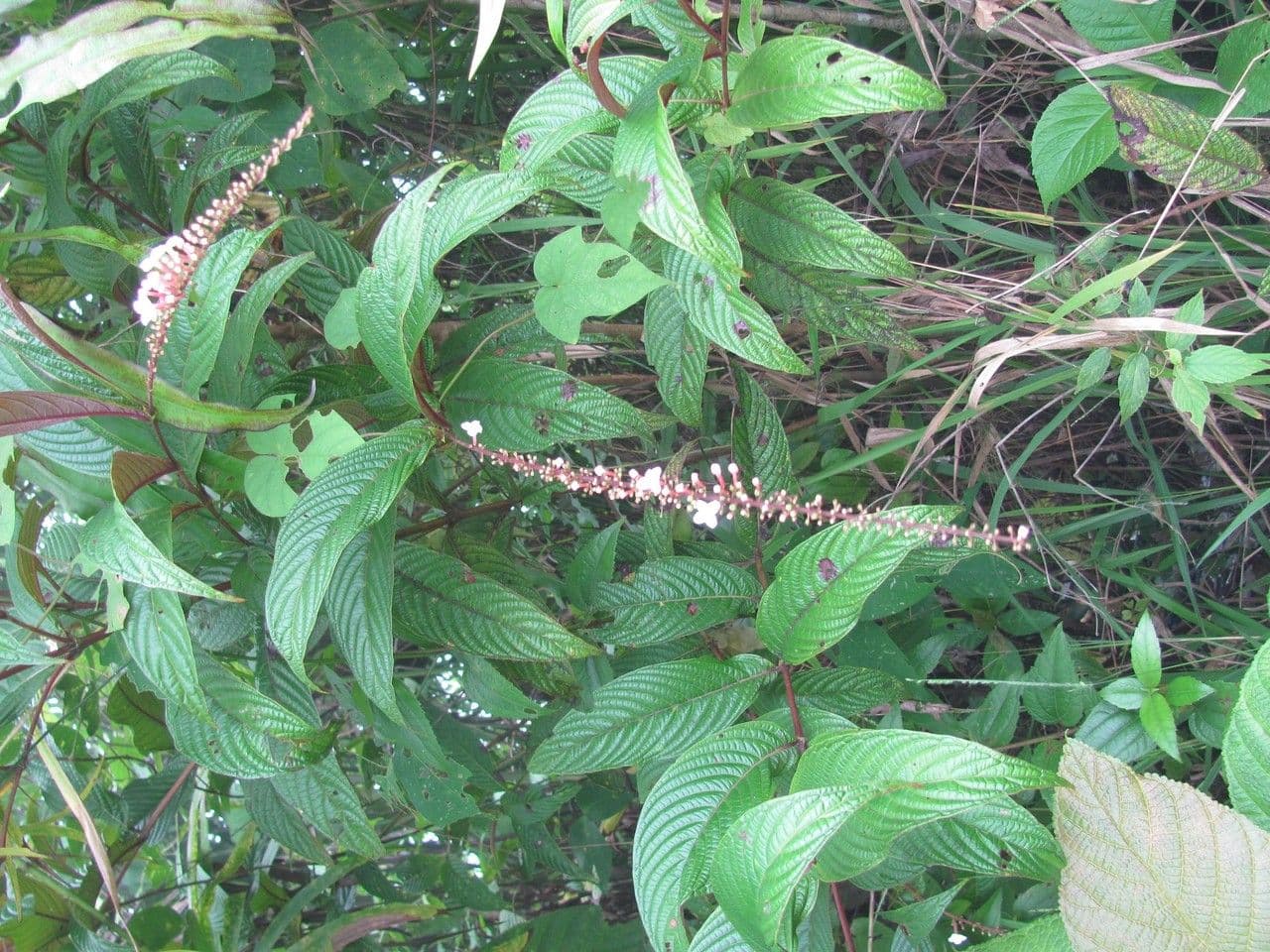 Gonzalagunia 5