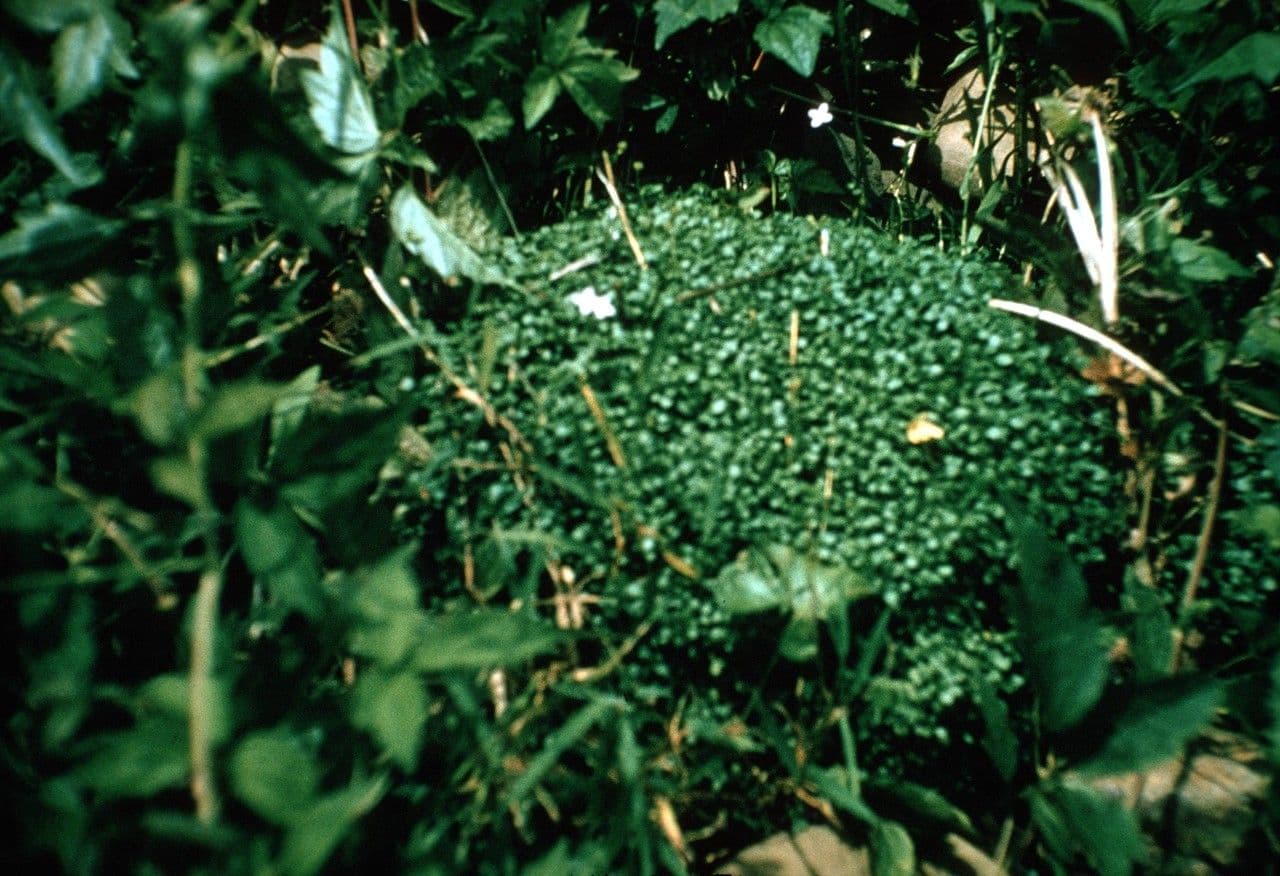 Houstonia serpyllifolia 12
