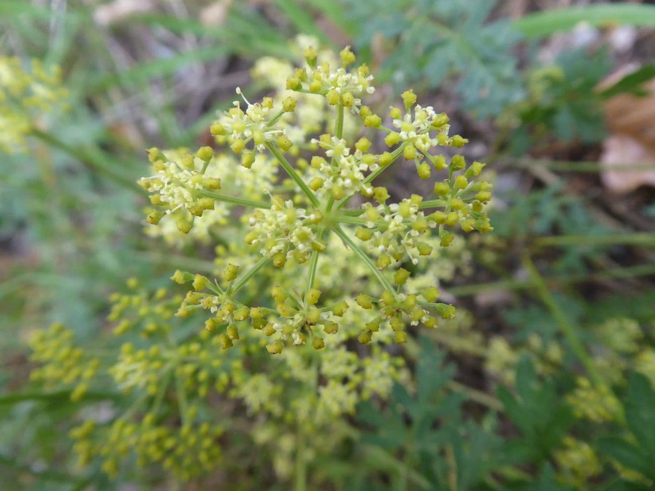 Prasina 3