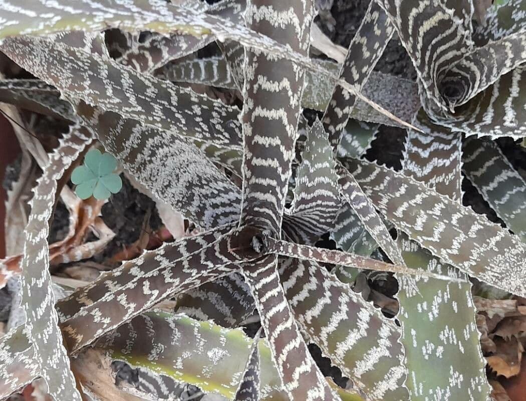 Orthophytum 2