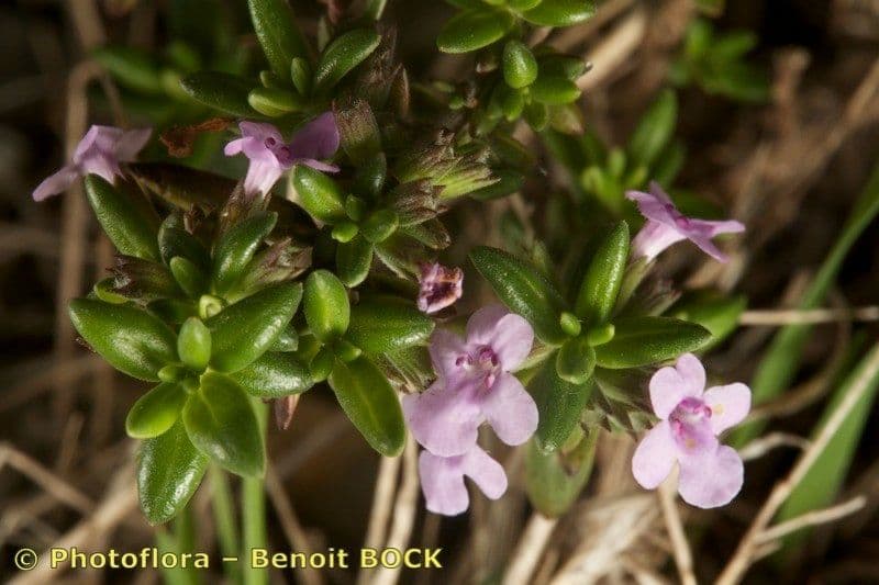 Micromeria 19