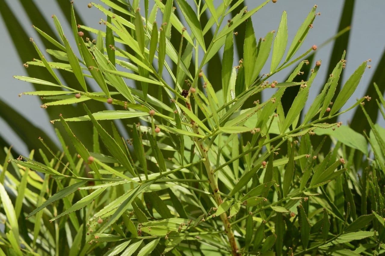 Foliage flower 6