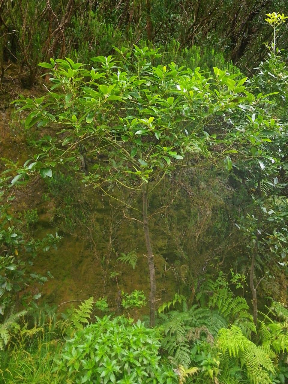 Persea 12