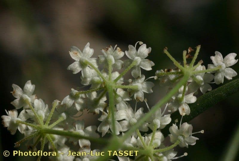 Pimpinella tragium 8
