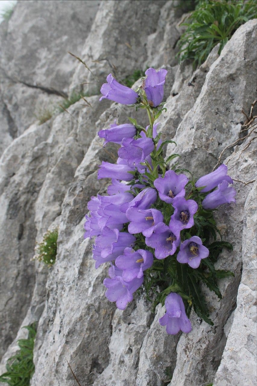 Campanula speciosa 2