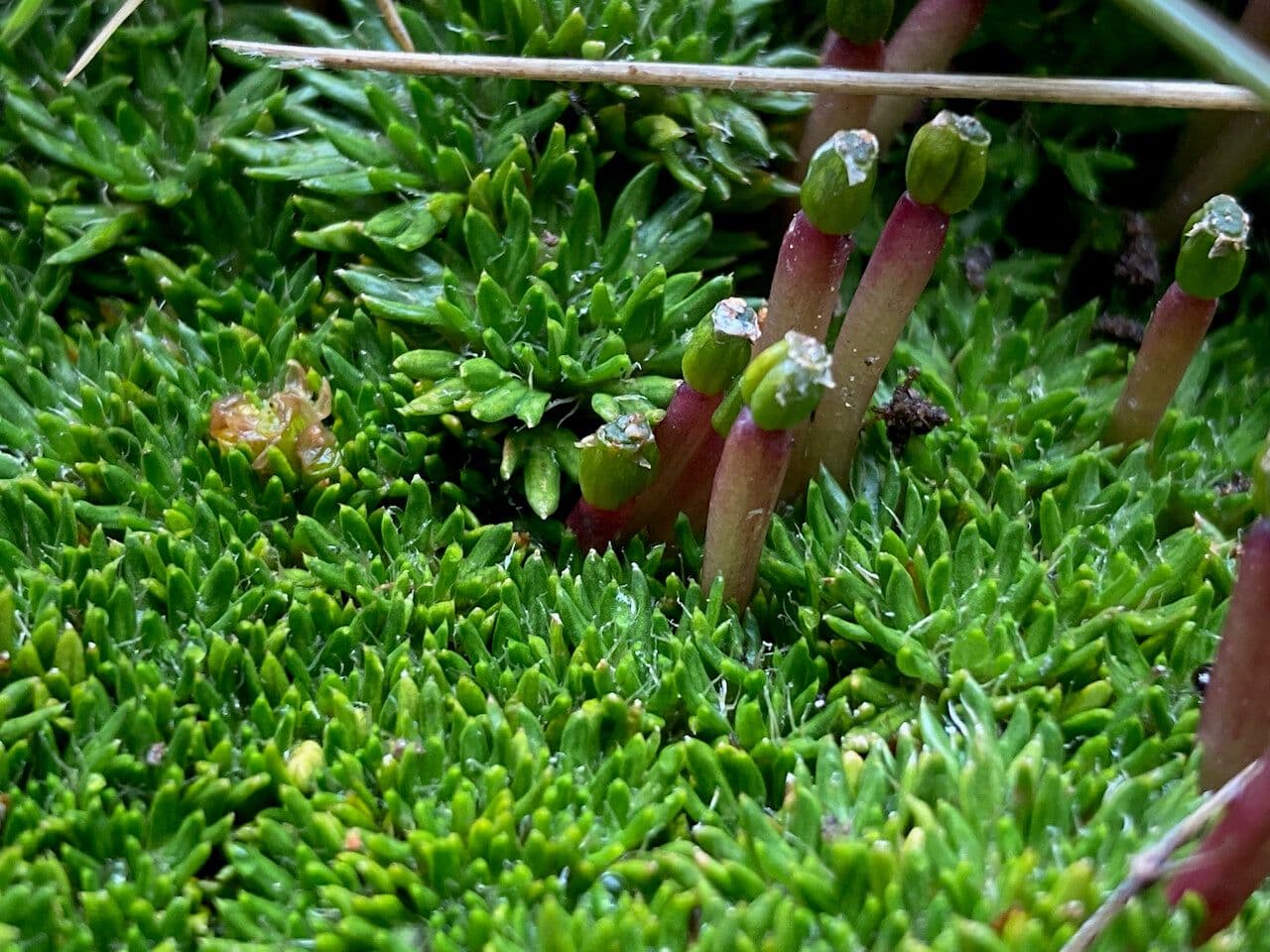 Azorella 3