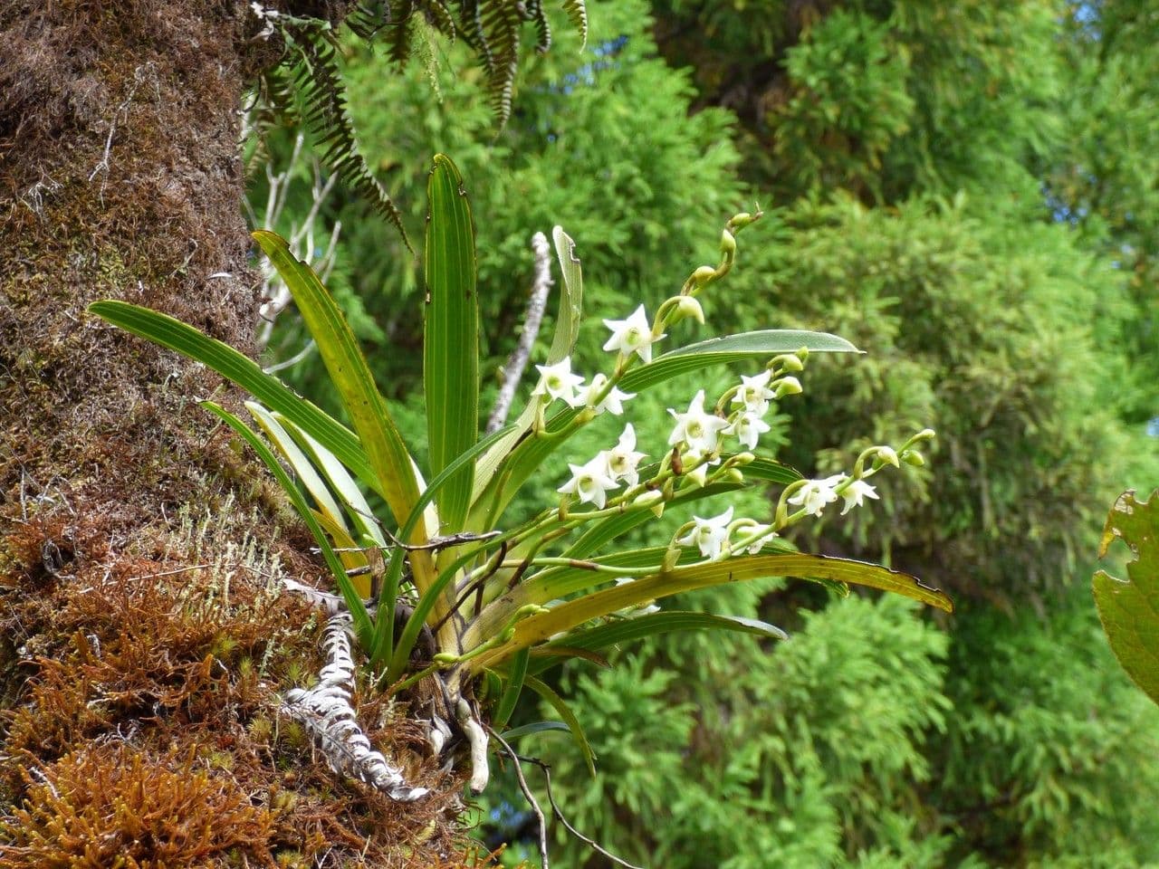 Angraecum 8