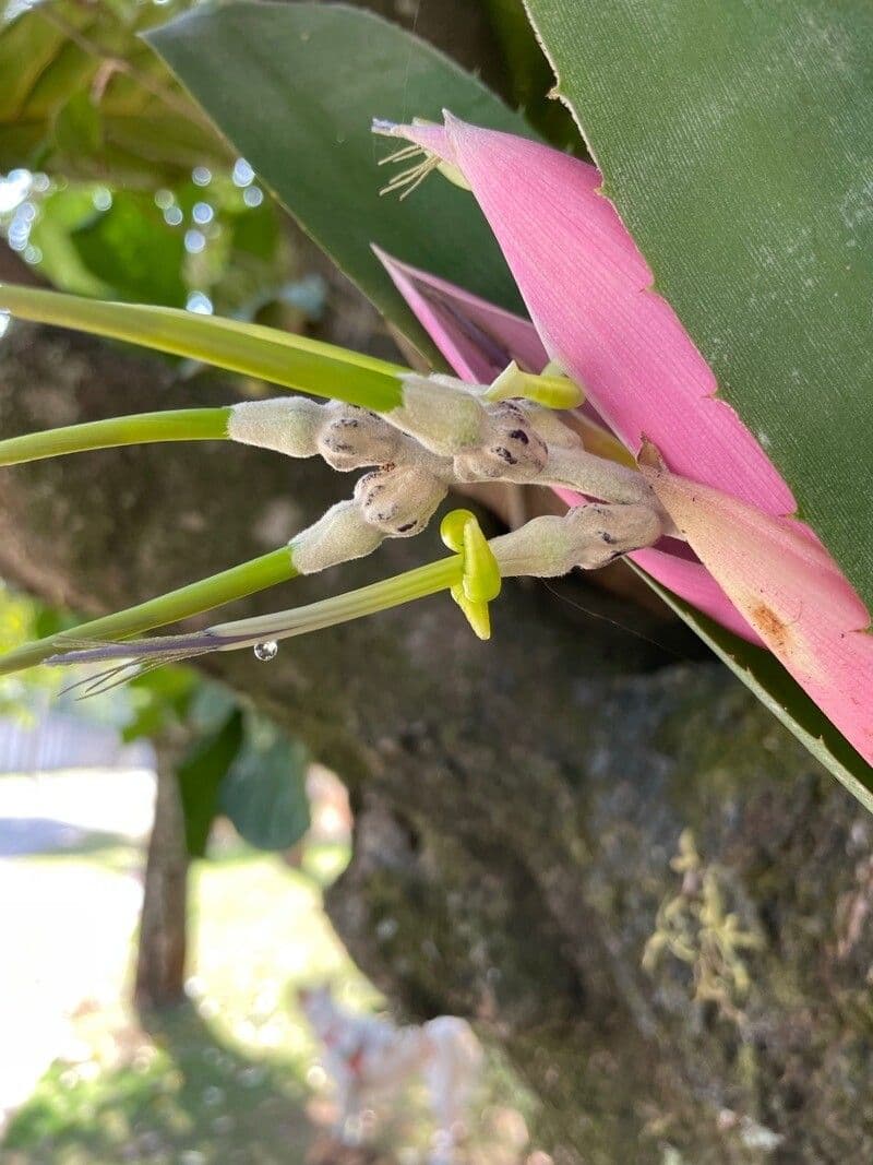 Billbergia
