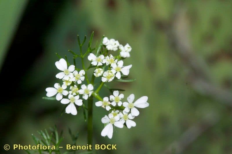 Scandice stellata 6