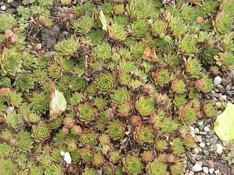 Semprevivo maggiore 23