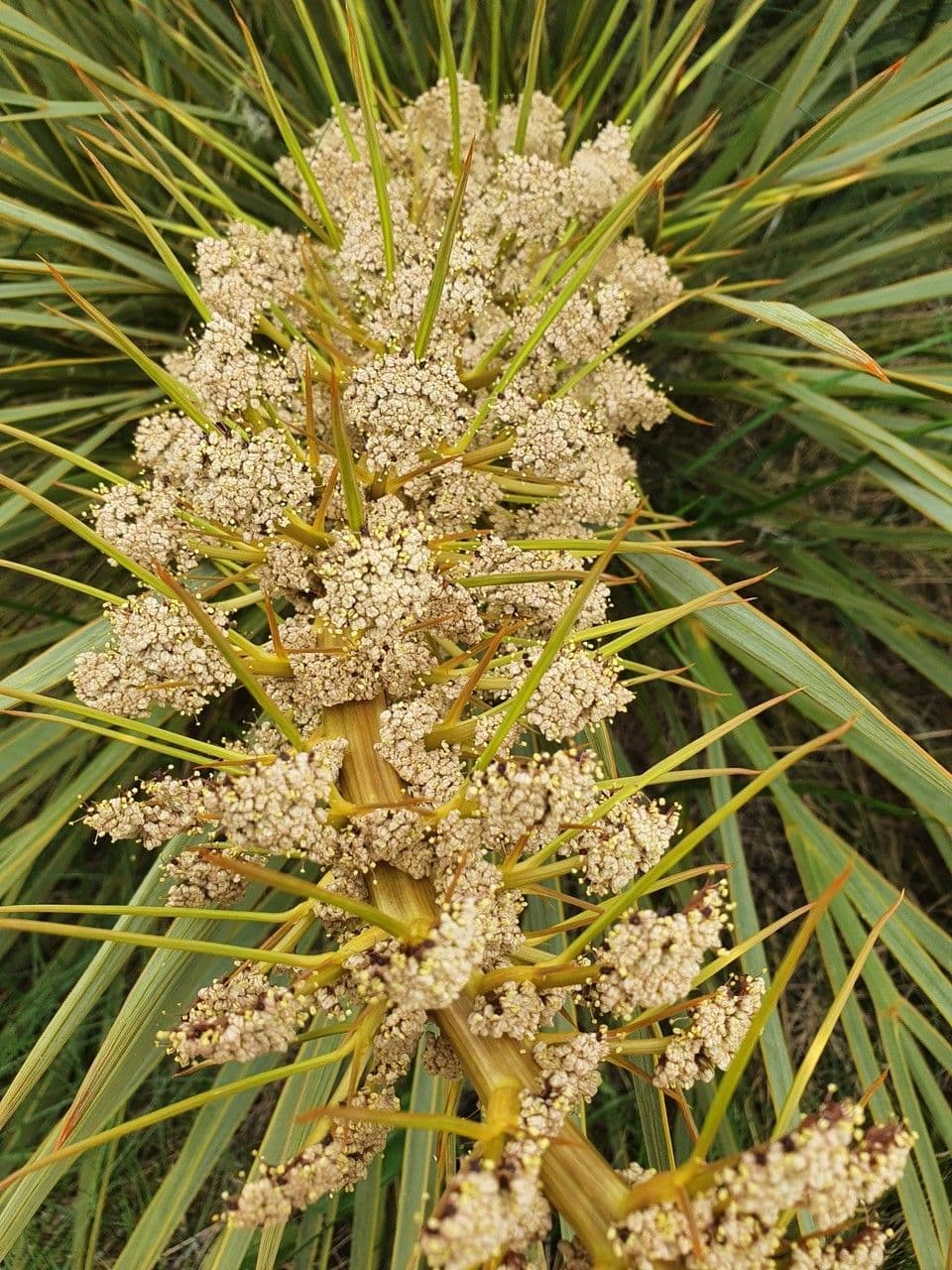 Aciphylla aurea 4