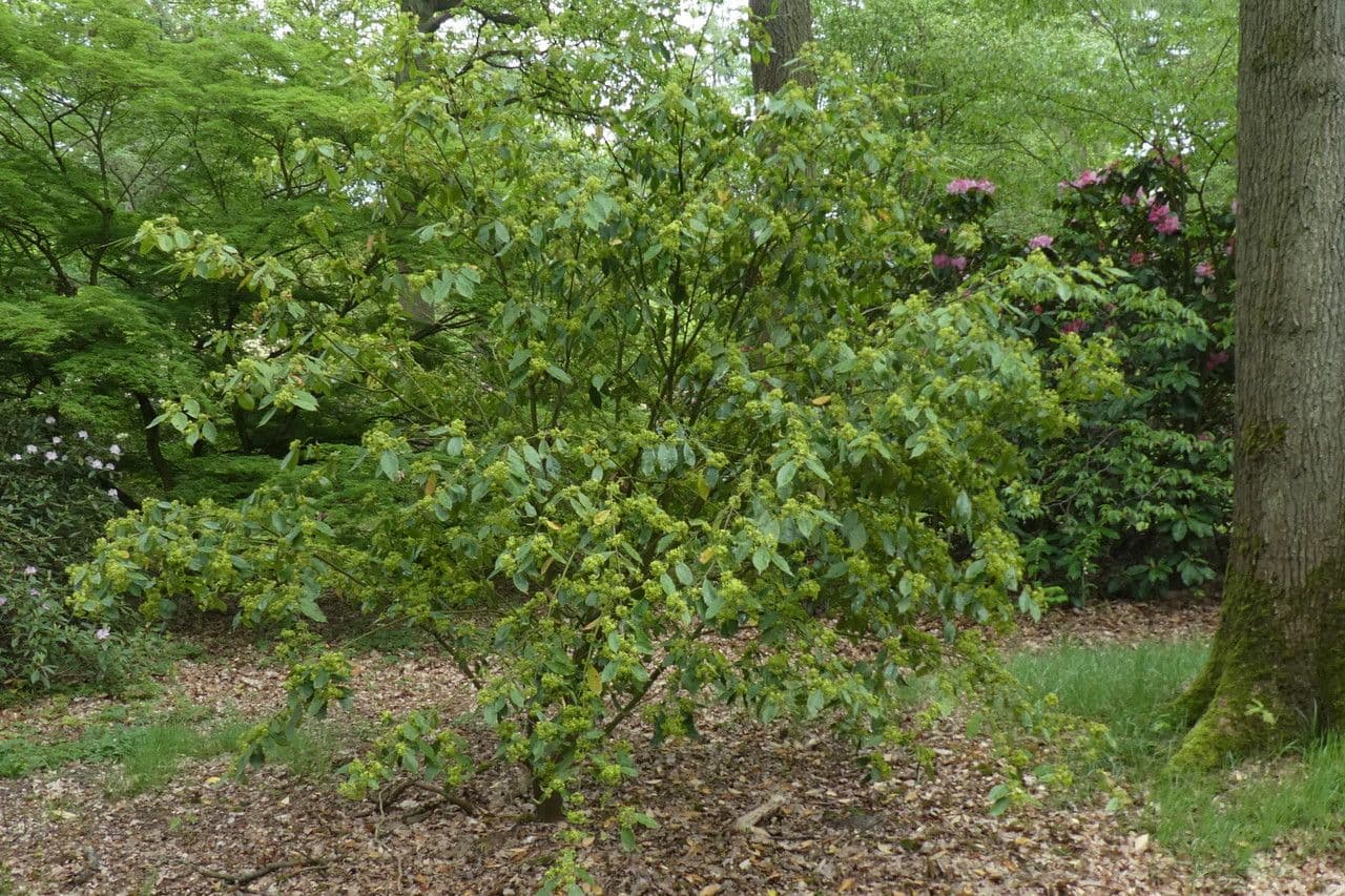 Euonymus myrianthus 12
