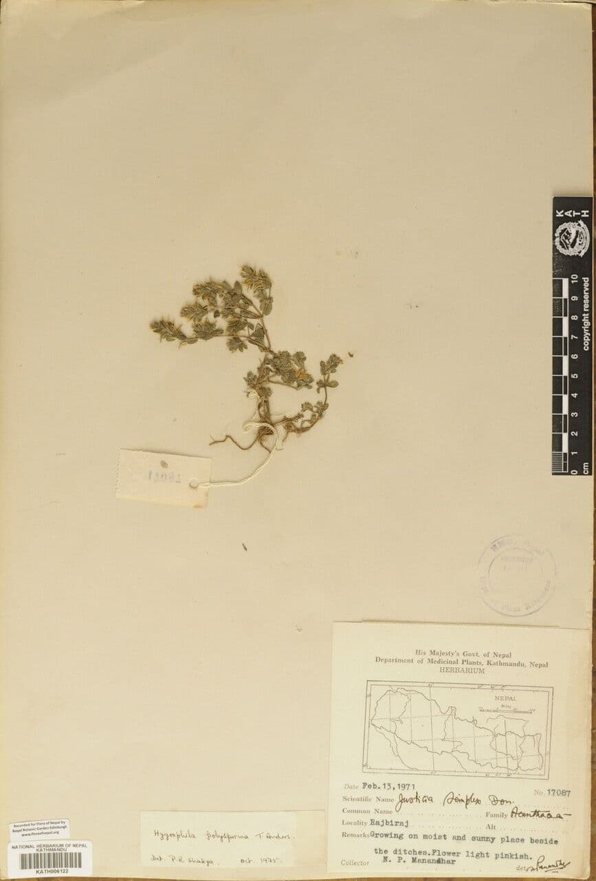 Hygrophila polysperma 7
