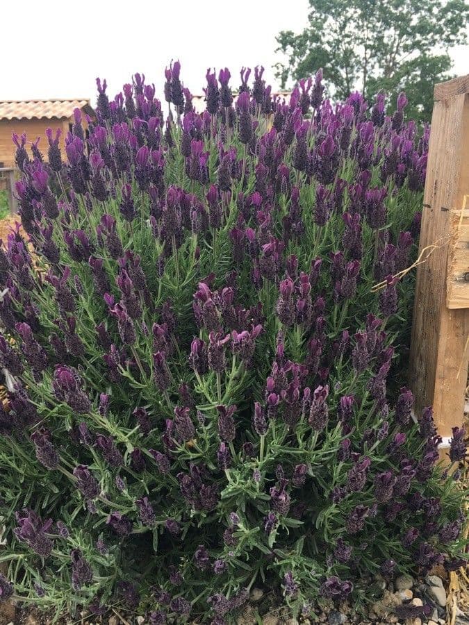 Lavanda selvatica 13