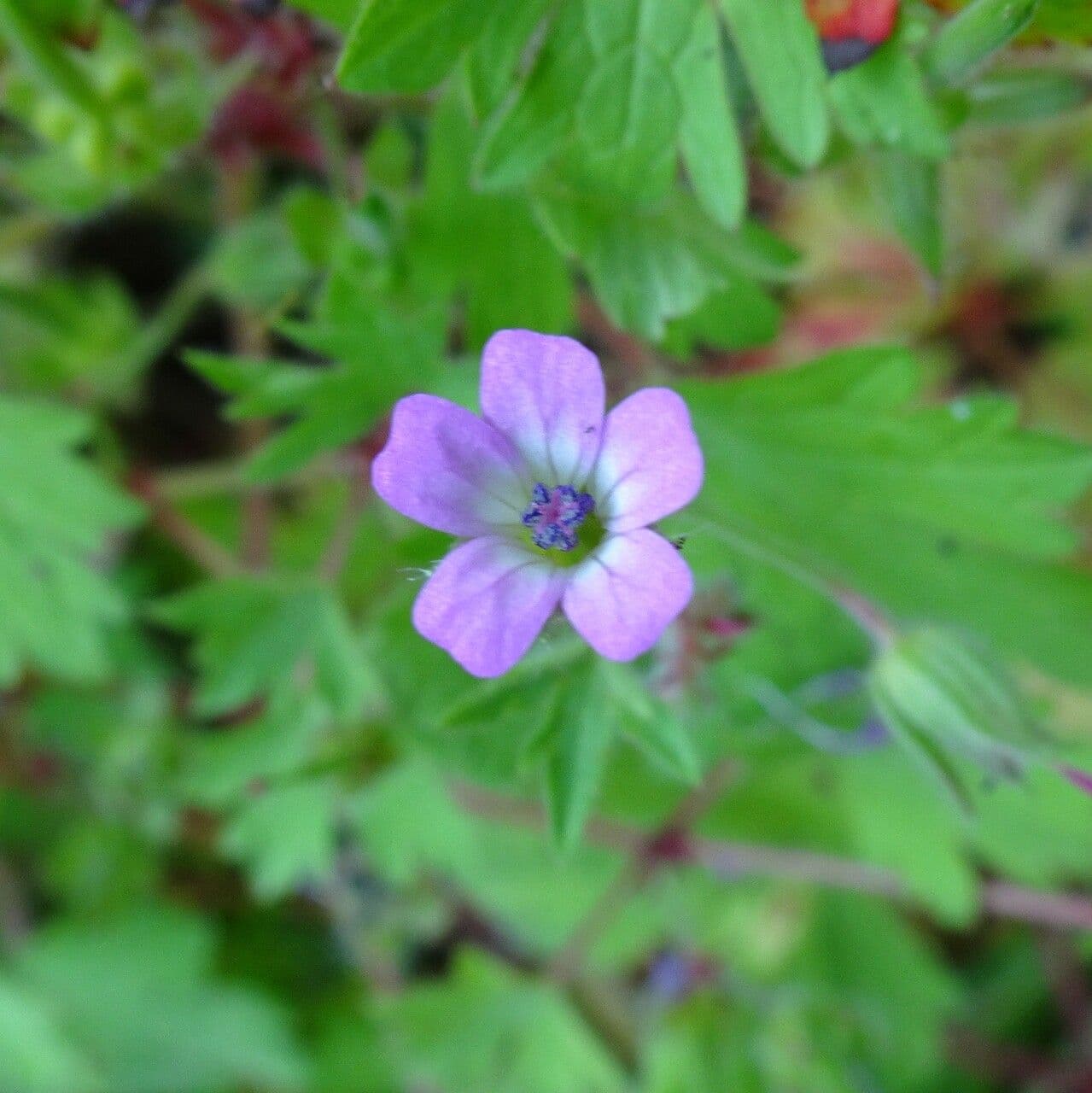 Géranium à feuilles rondes 7