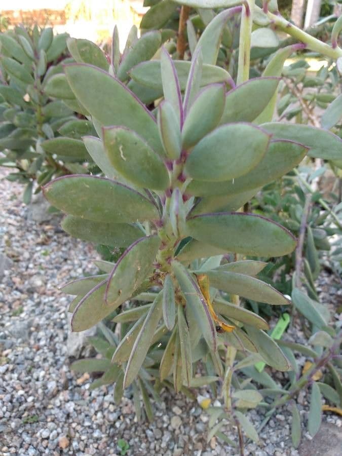 Senecio crassiflorus 11
