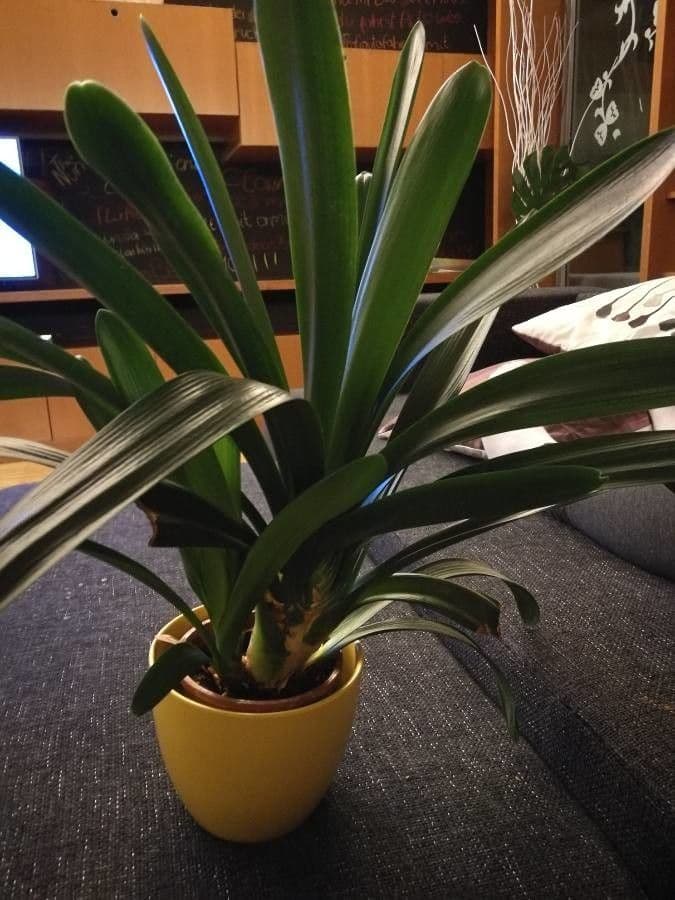 Clivia 18