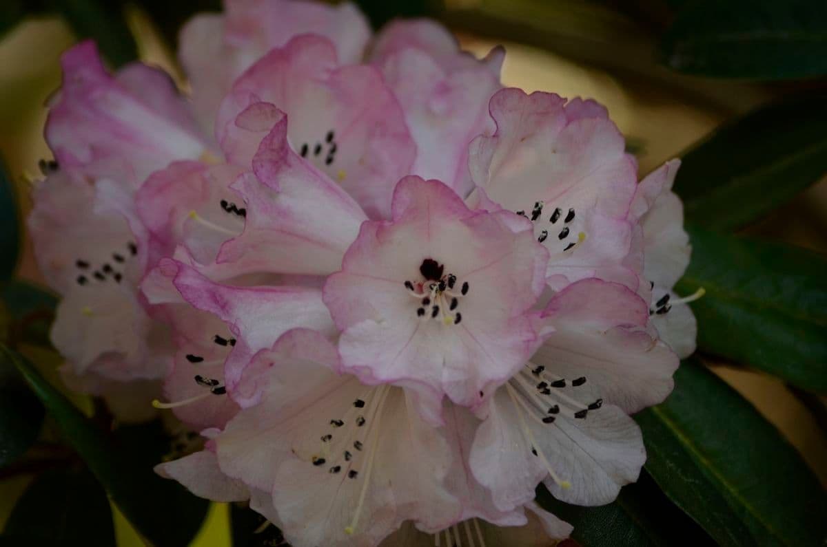 Rododendro