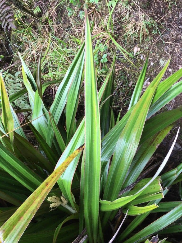Astelia hemichrysa 19